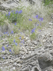 Delphinium bicolor