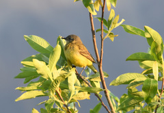 Motacilla tschutschensis