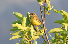 Motacilla tschutschensis