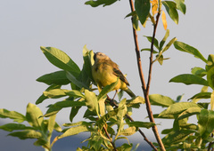 Motacilla tschutschensis