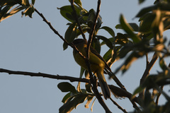 Motacilla tschutschensis