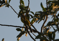 Motacilla tschutschensis