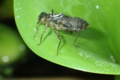Epitheca princeps