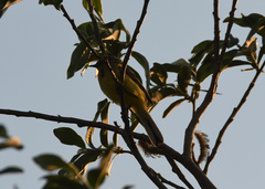 Motacilla tschutschensis