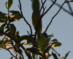 Motacilla tschutschensis