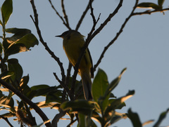 Motacilla tschutschensis