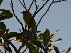 Motacilla tschutschensis
