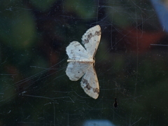 Idaea trigeminata