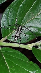 Colobothea sinaloensis