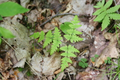 Gymnocarpium dryopteris