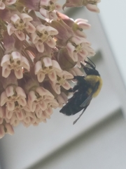 Bombus griseocollis