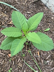Phytolacca americana