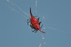 Gasteracantha milvoides