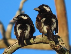White-Eared Barbet photo 3