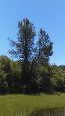 Pinus attenuata