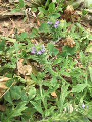 Verbena bracteata