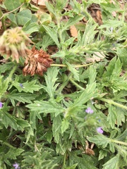 Verbena bracteata