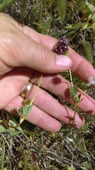 Trifolium dichotomum