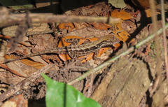 Anolis mccraniei