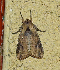 Purius superpulverea