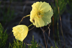 Papaver angustifolium