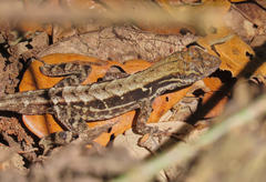 Anolis mccraniei