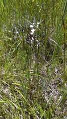 Epilobium minutum