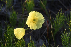 Papaver angustifolium