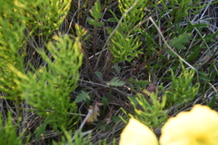 Papaver angustifolium