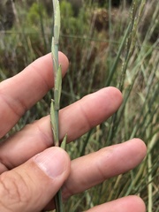 Thinopyrum obtusiflorum