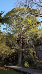 Lophostemon confertus