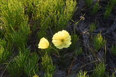 Papaver angustifolium