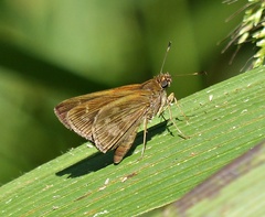 Cymaenes lepta