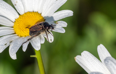 Strigoderma arbicola