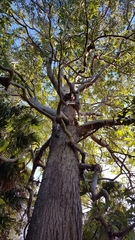 Lophostemon confertus