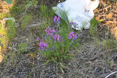 Oxytropis adamsiana