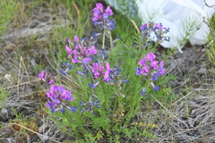 Oxytropis adamsiana