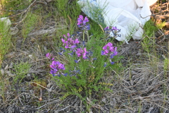 Oxytropis adamsiana
