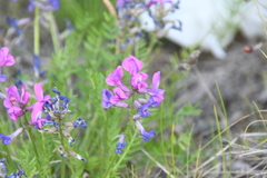 Oxytropis adamsiana