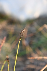 Carex bigelowii arctisibirica