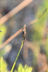 Carex bigelowii arctisibirica