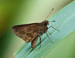 Psoralis stacara