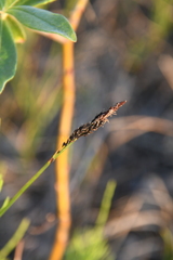 Carex bigelowii arctisibirica