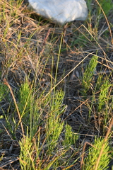 Carex bigelowii arctisibirica
