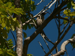 Philemon argenticeps