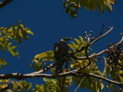 Philemon argenticeps