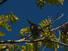 Philemon argenticeps