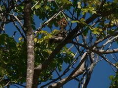 Philemon argenticeps
