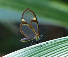 Episcada hymenaea hymenaea