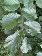Ulmus glabra